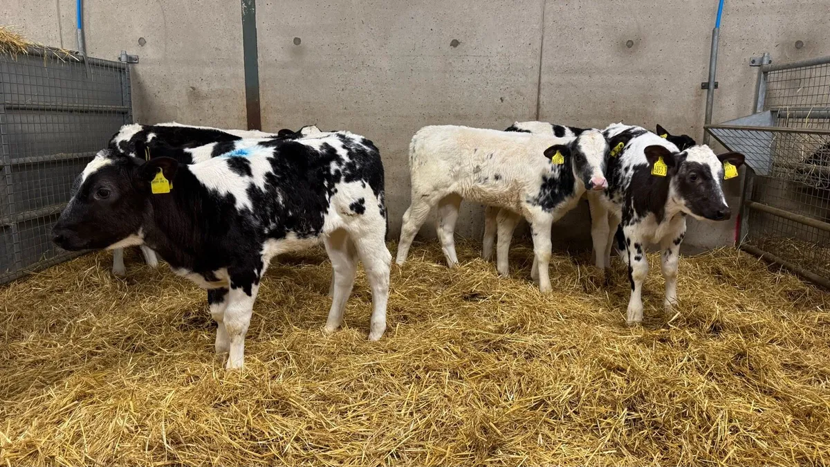 Belgian Blue Heifers - Image 4