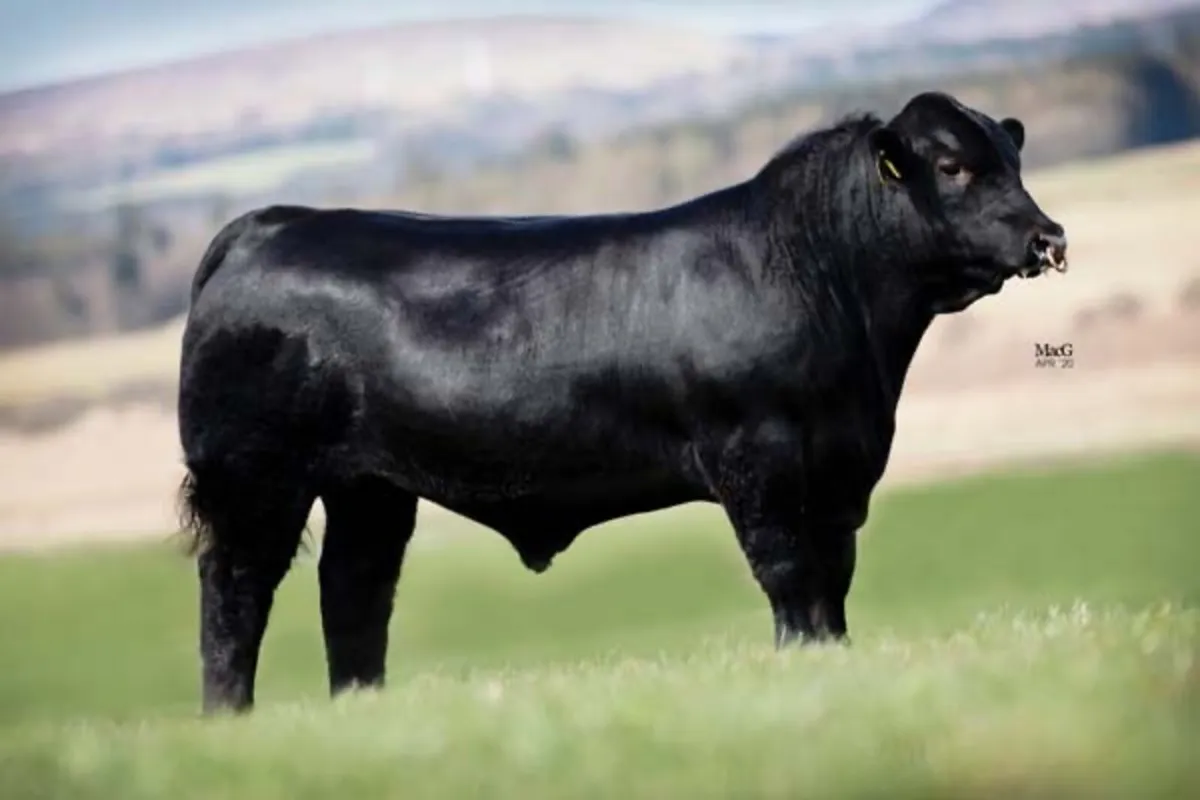 Aberdeen Angus Bull - Image 2
