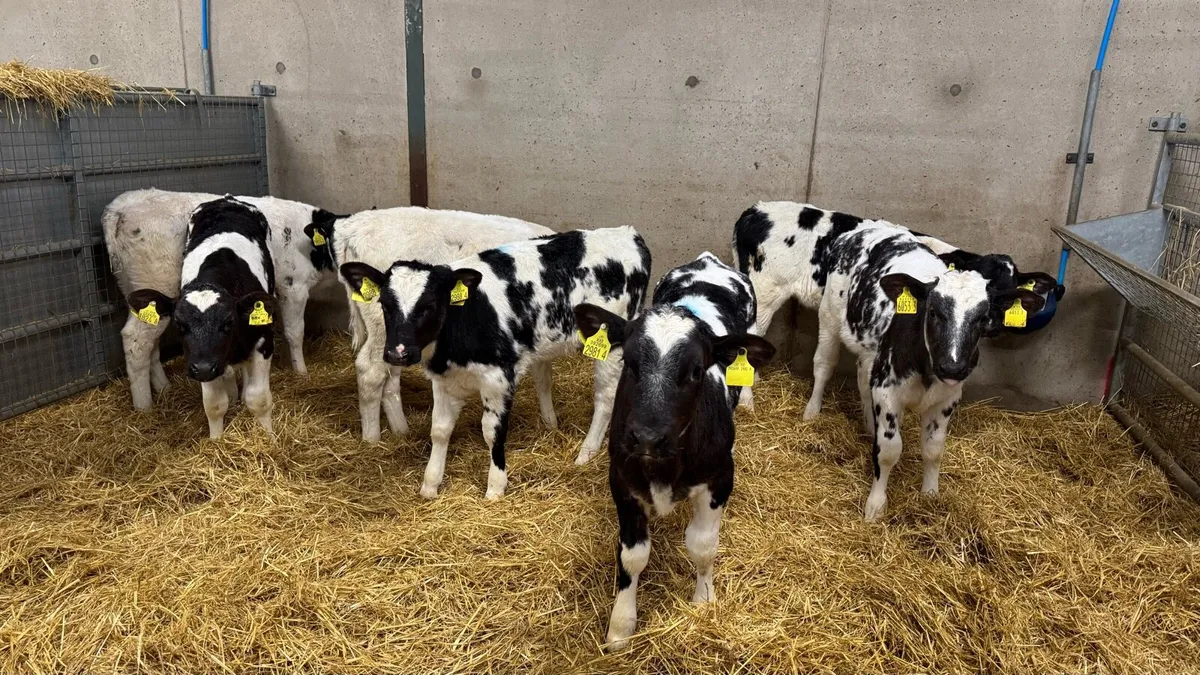 Belgian Blue Heifers - Image 1