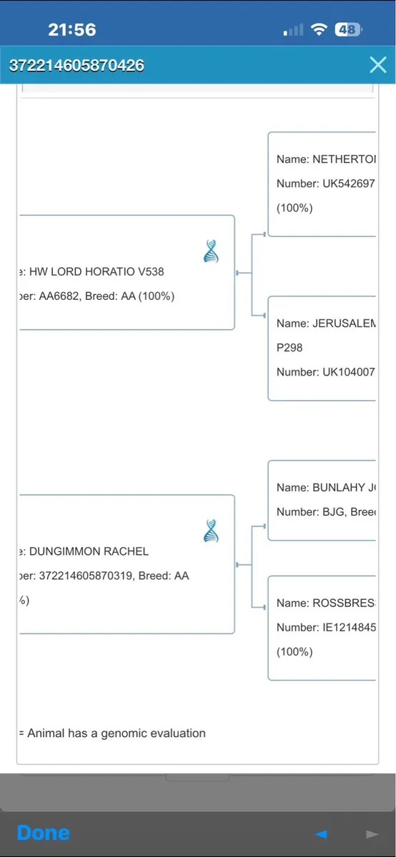 Aberdeen Angus Bull - Image 3