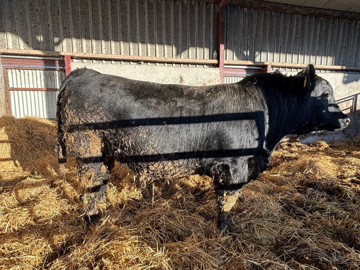 Aberdeen Angus Bull - Image 1
