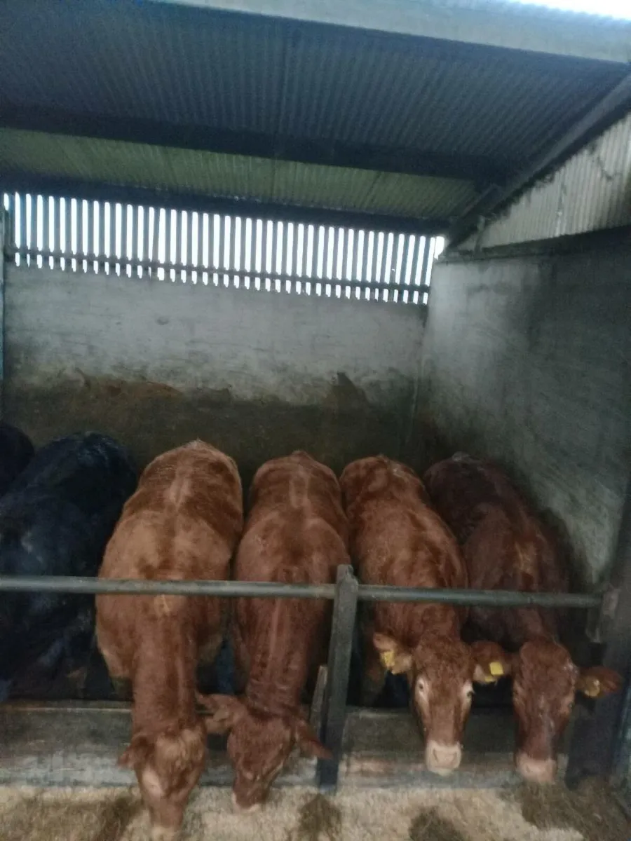 12 top quality limousine bullocks - Image 1