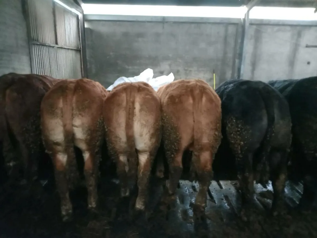 12 top quality limousine bullocks - Image 4