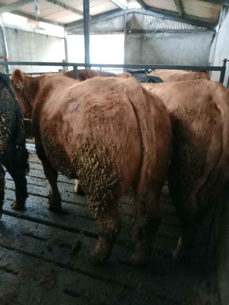 12 top quality limousine bullocks - Image 2