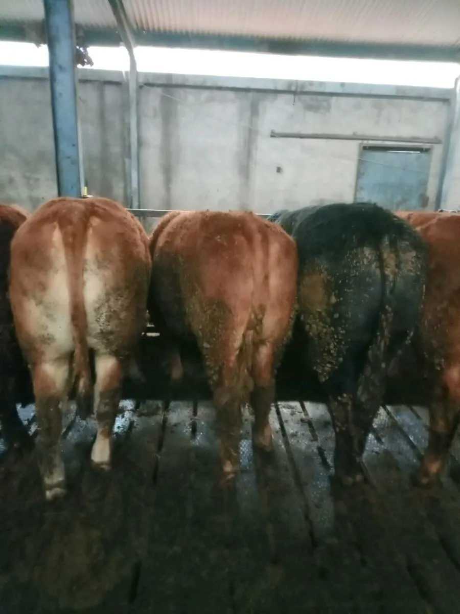 12 top quality limousine bullocks - Image 3