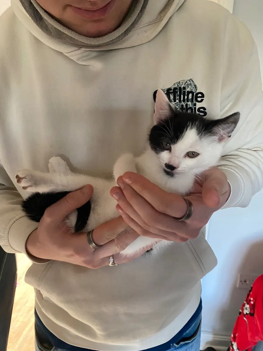kitten - Image 2