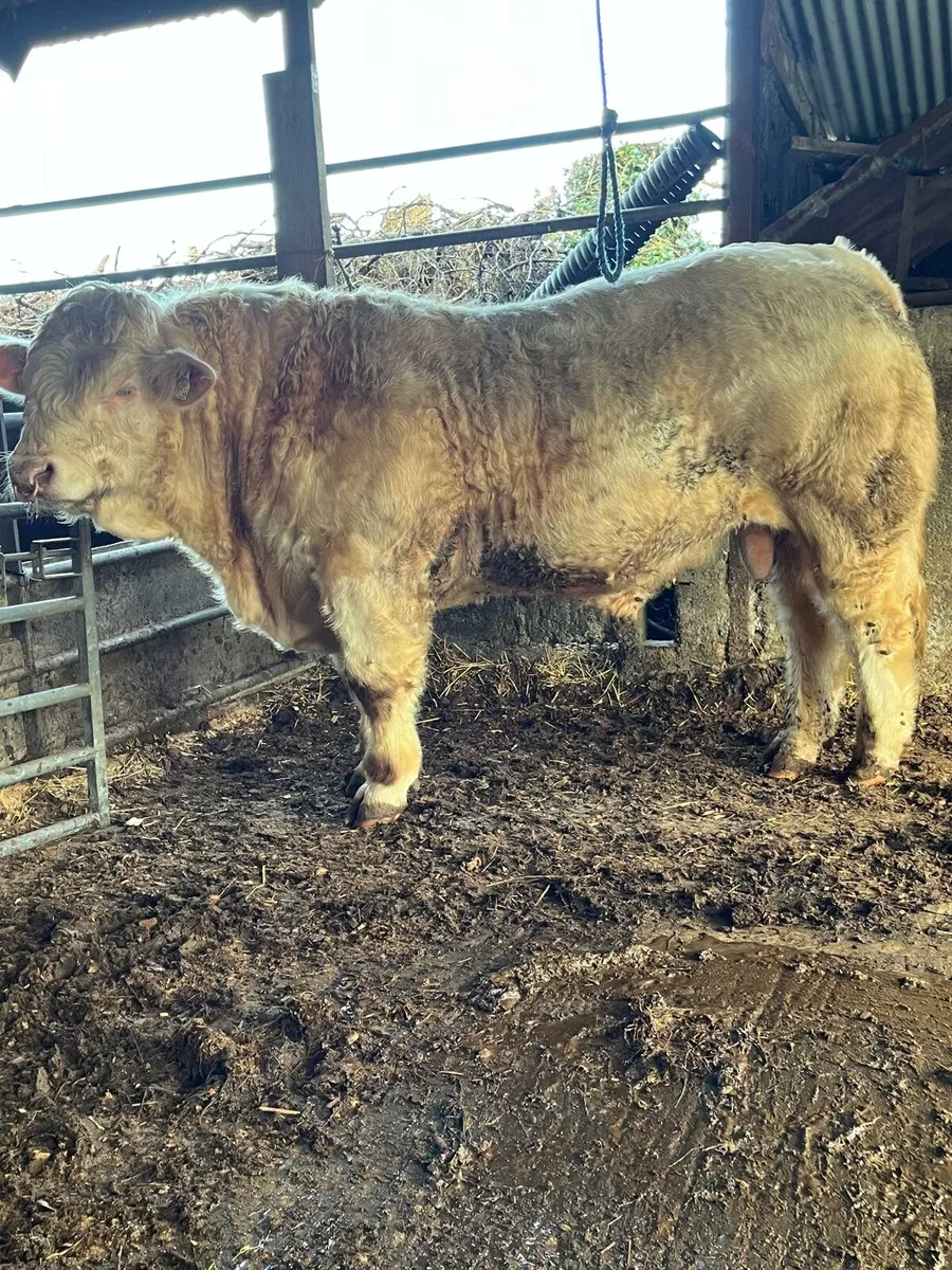 Charolais bull - Image 1