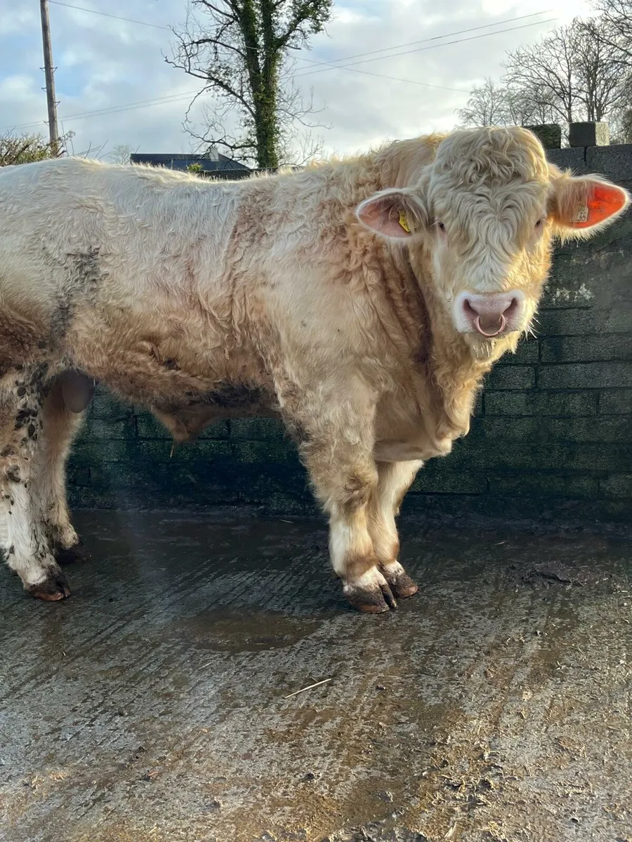 Charolais bull - Image 2