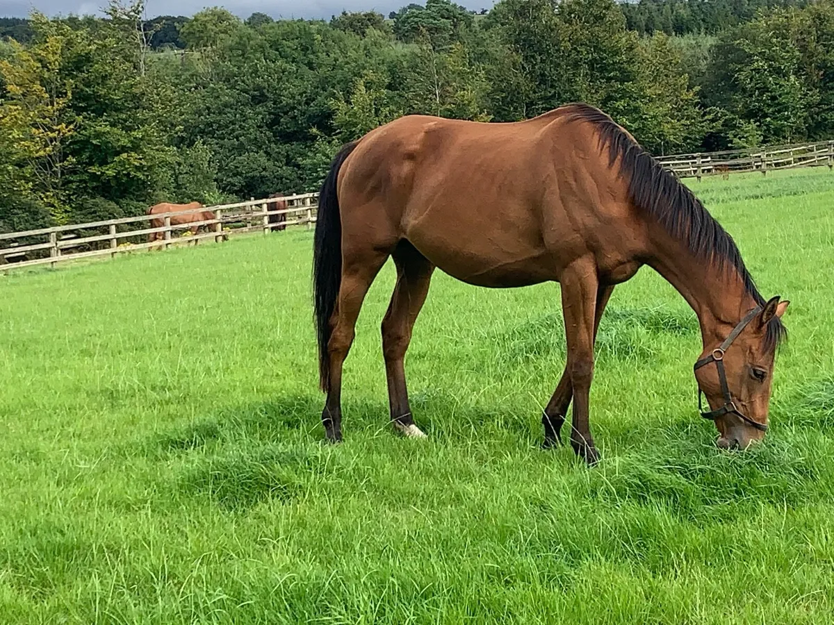 Minella Indo family - young Broadmare - Image 1