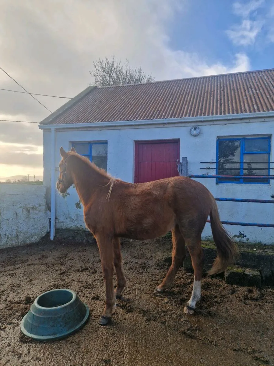 Rising 2 sports filly - Image 2