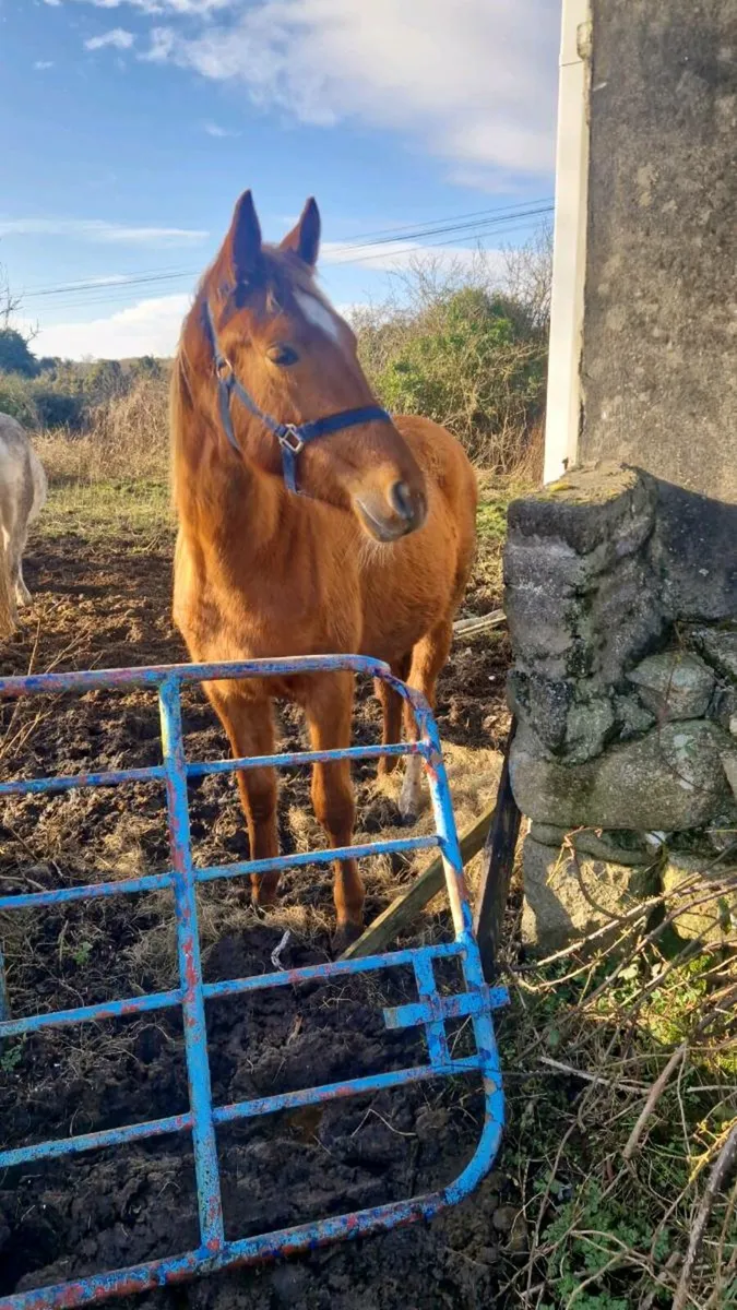 Rising 2 sports filly - Image 1