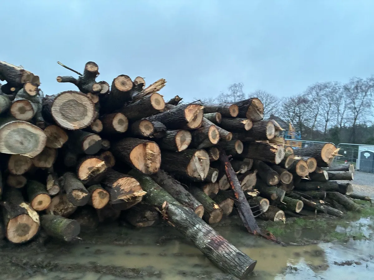 Felled poplar trees - Image 2