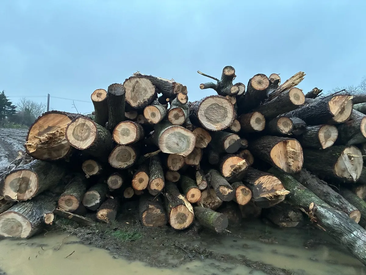 Felled poplar trees - Image 3