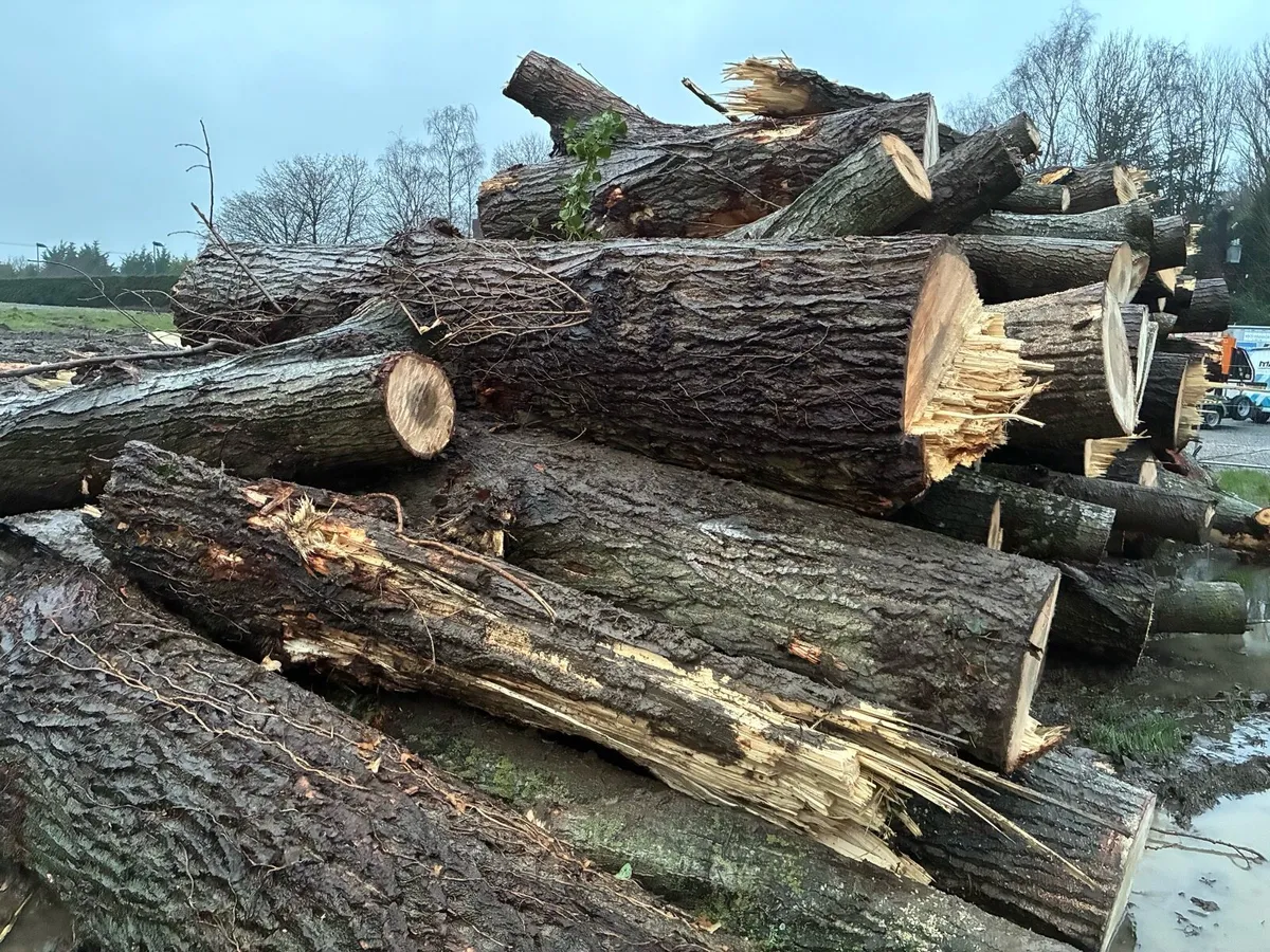 Felled poplar trees - Image 1