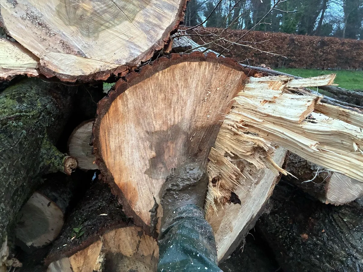 Felled poplar trees - Image 4