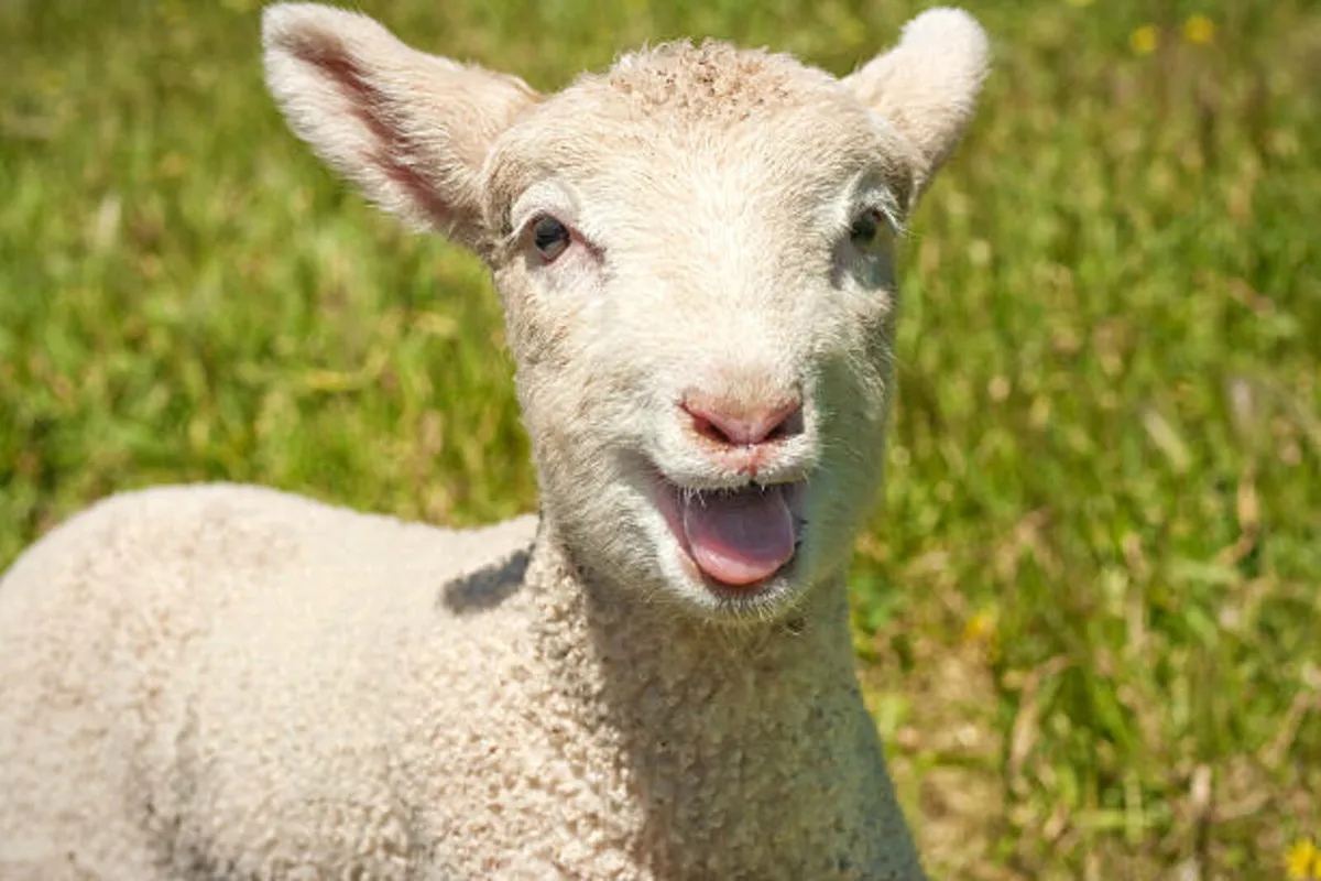 **Pet lamb**
