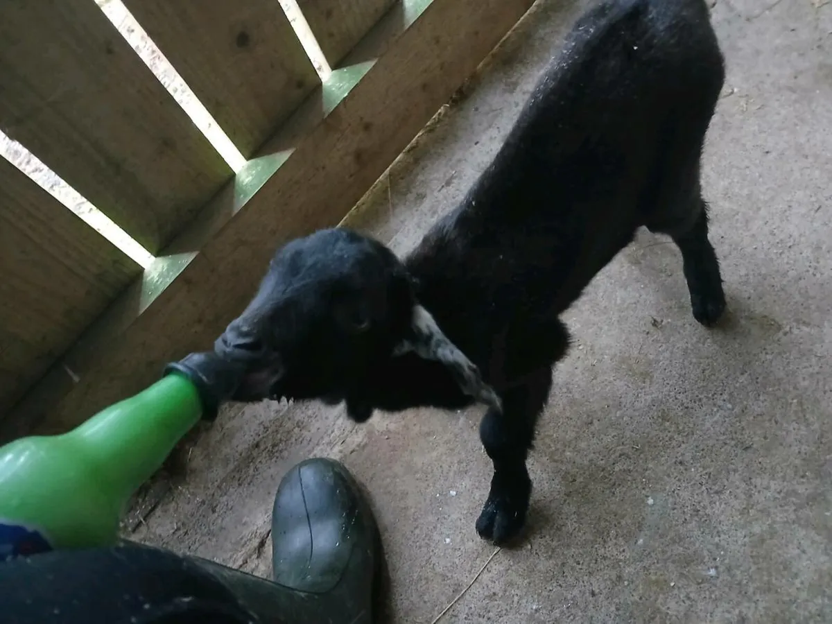 Nubian bottle fed kid - Image 1