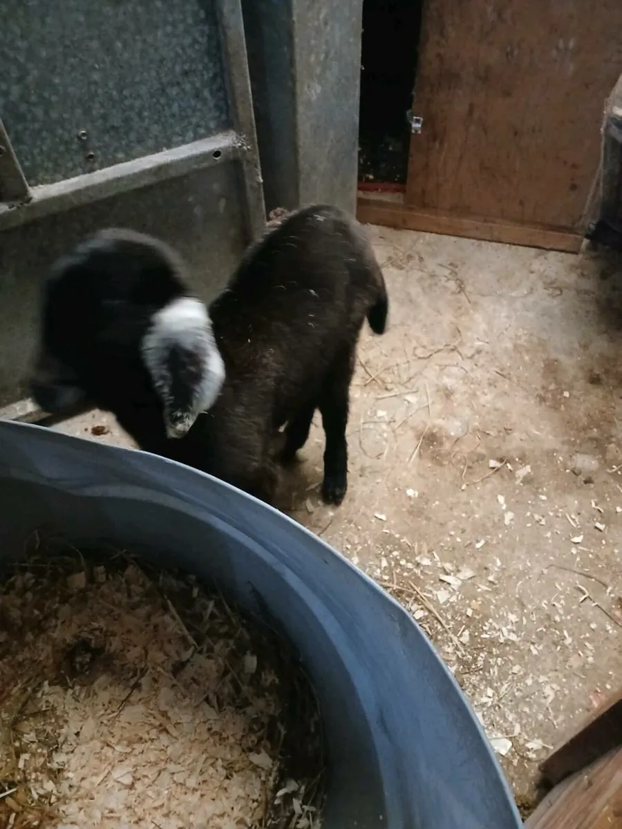 Nubian bottle fed kid - Image 3