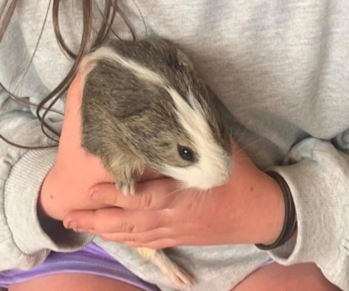 Guinea pigs - Image 1