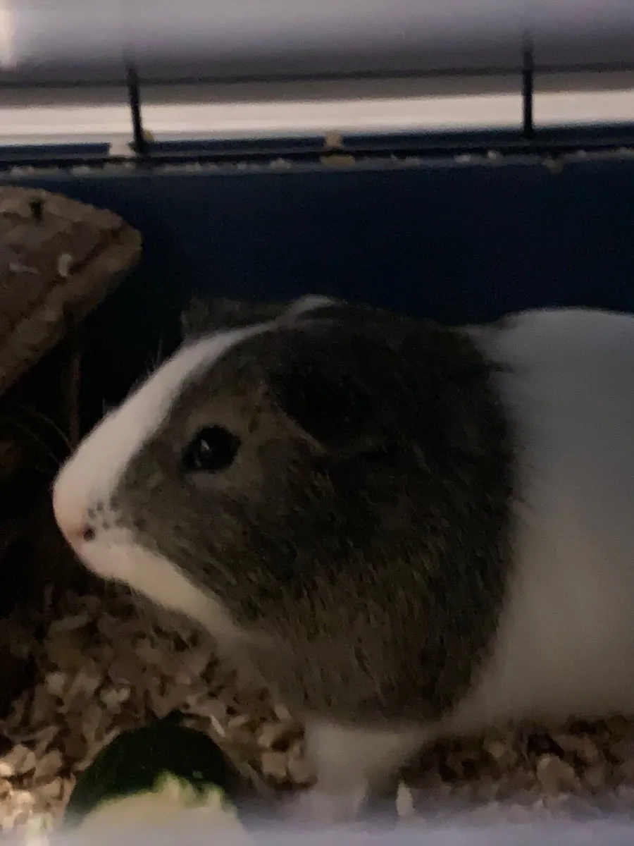 Guinea pigs - Image 3