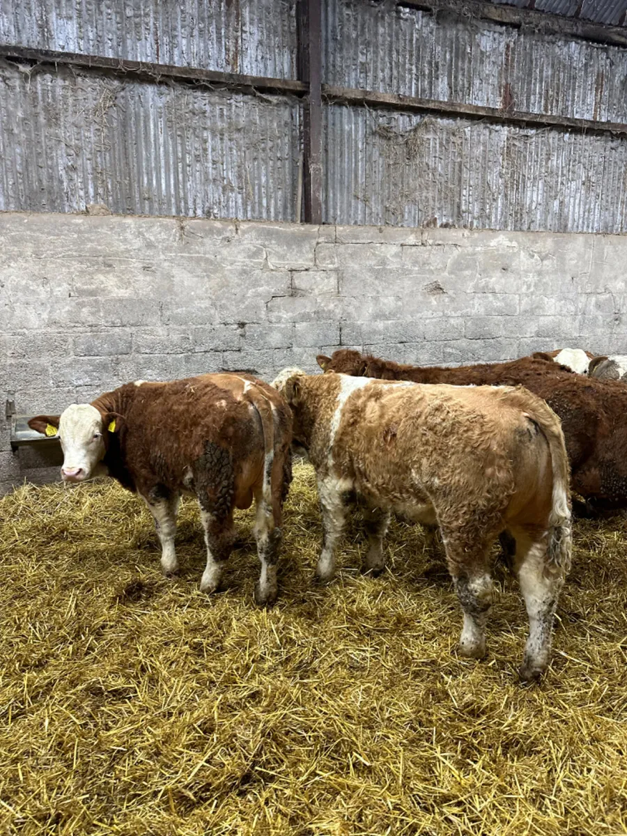 Beef bred bulls - Image 1