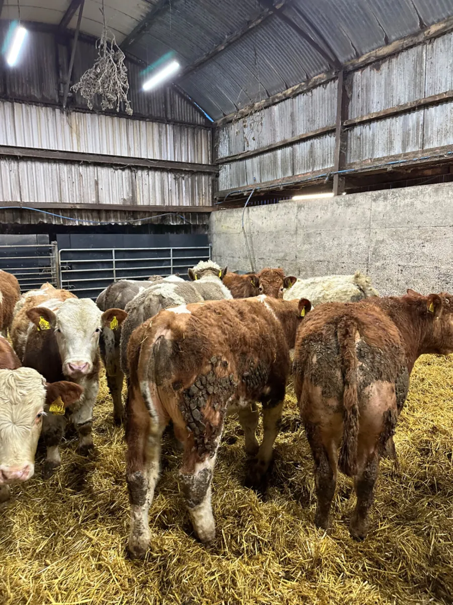 Beef bred bulls - Image 3