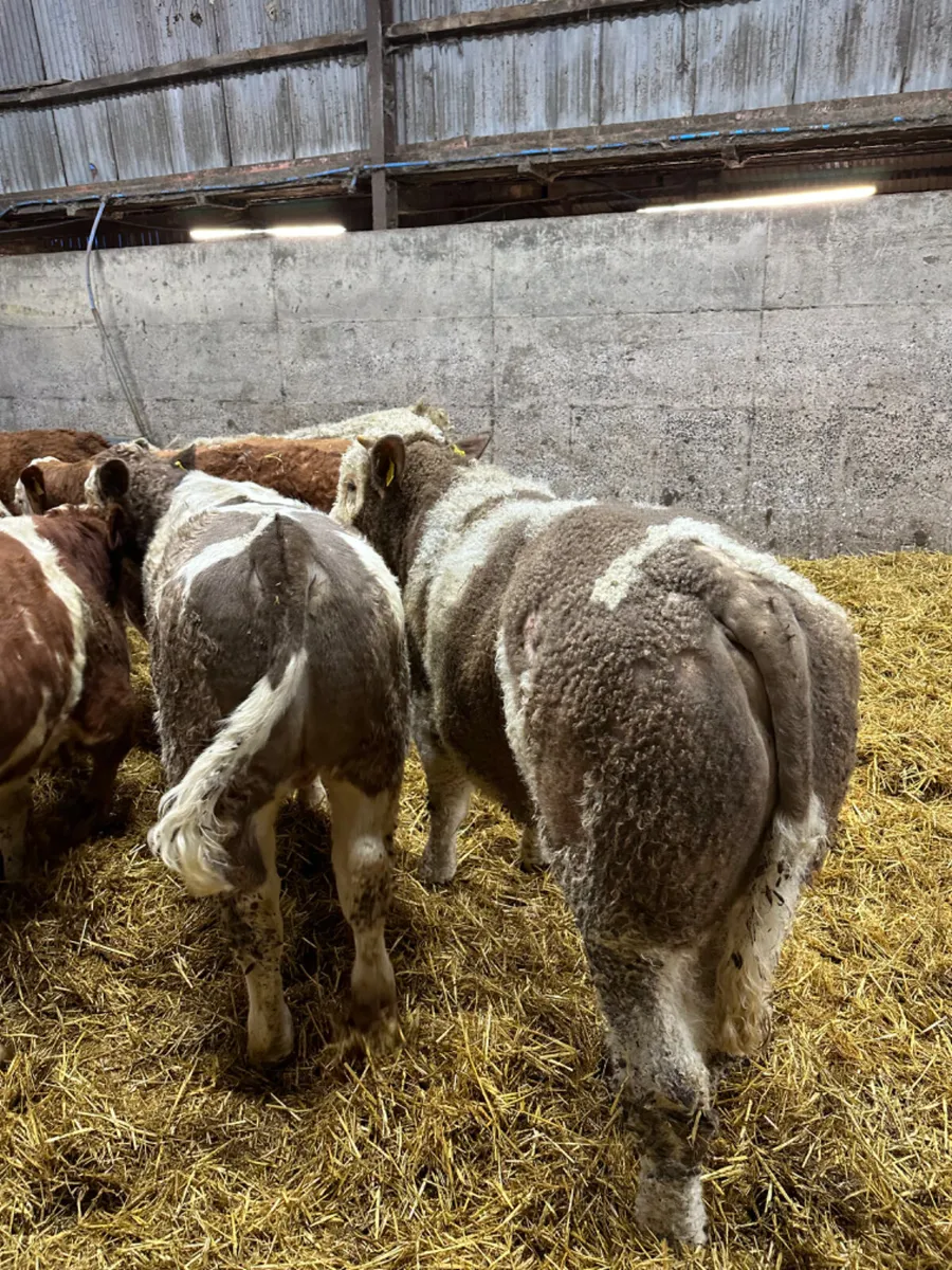 Beef bred bulls - Image 4