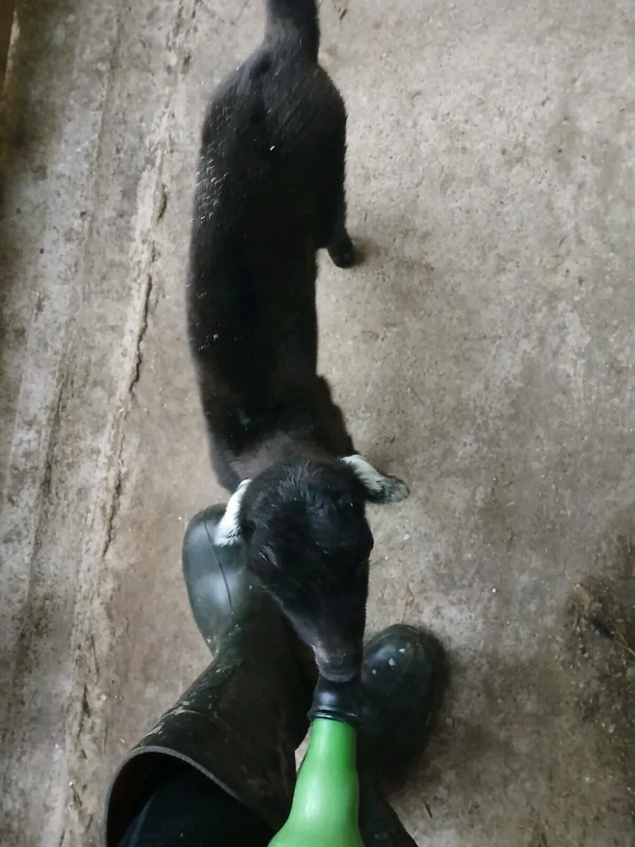 Nubian bottle fed kid - Image 4