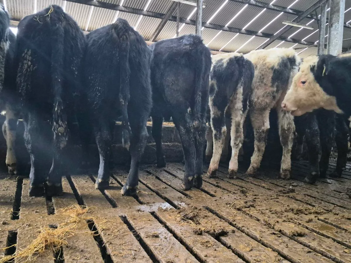 10 Super Bull Weanlings - Image 1