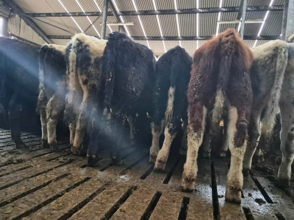 10 Super Bull Weanlings - Image 2