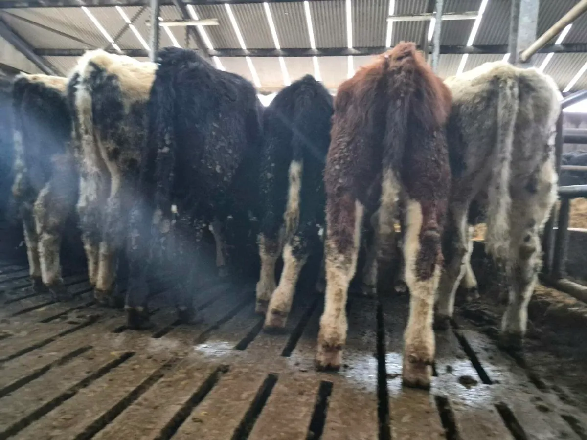 10 Super Bull Weanlings - Image 3