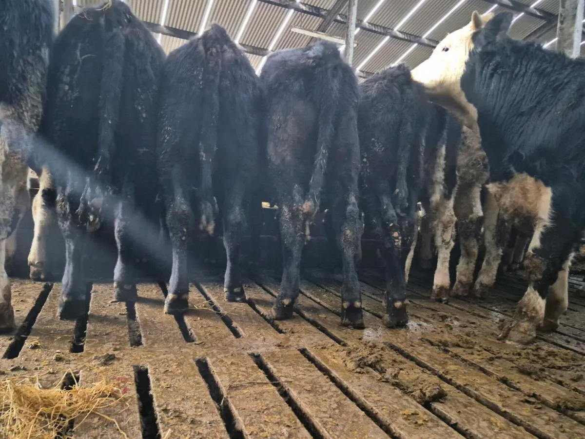 10 Super Bull Weanlings - Image 4