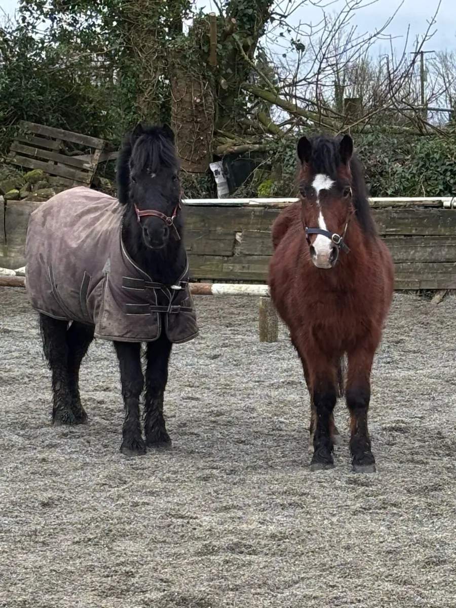 COMPANION / PROJECT  GELDING - Image 2