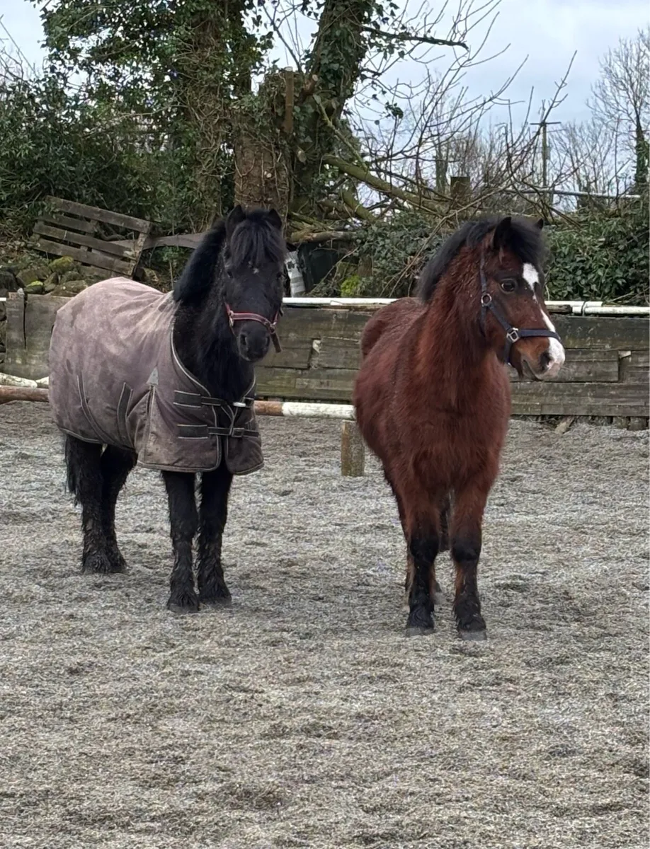 COMPANION / PROJECT  GELDING - Image 3