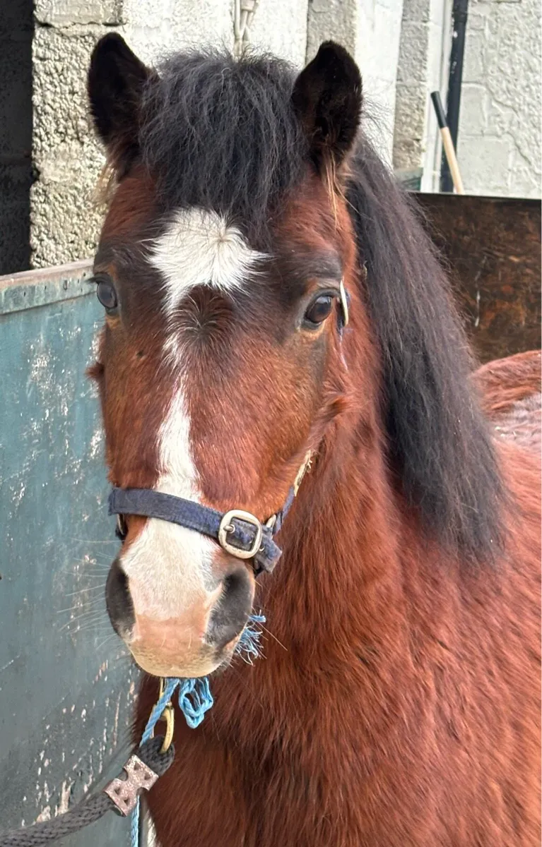 COMPANION / PROJECT  GELDING - Image 4