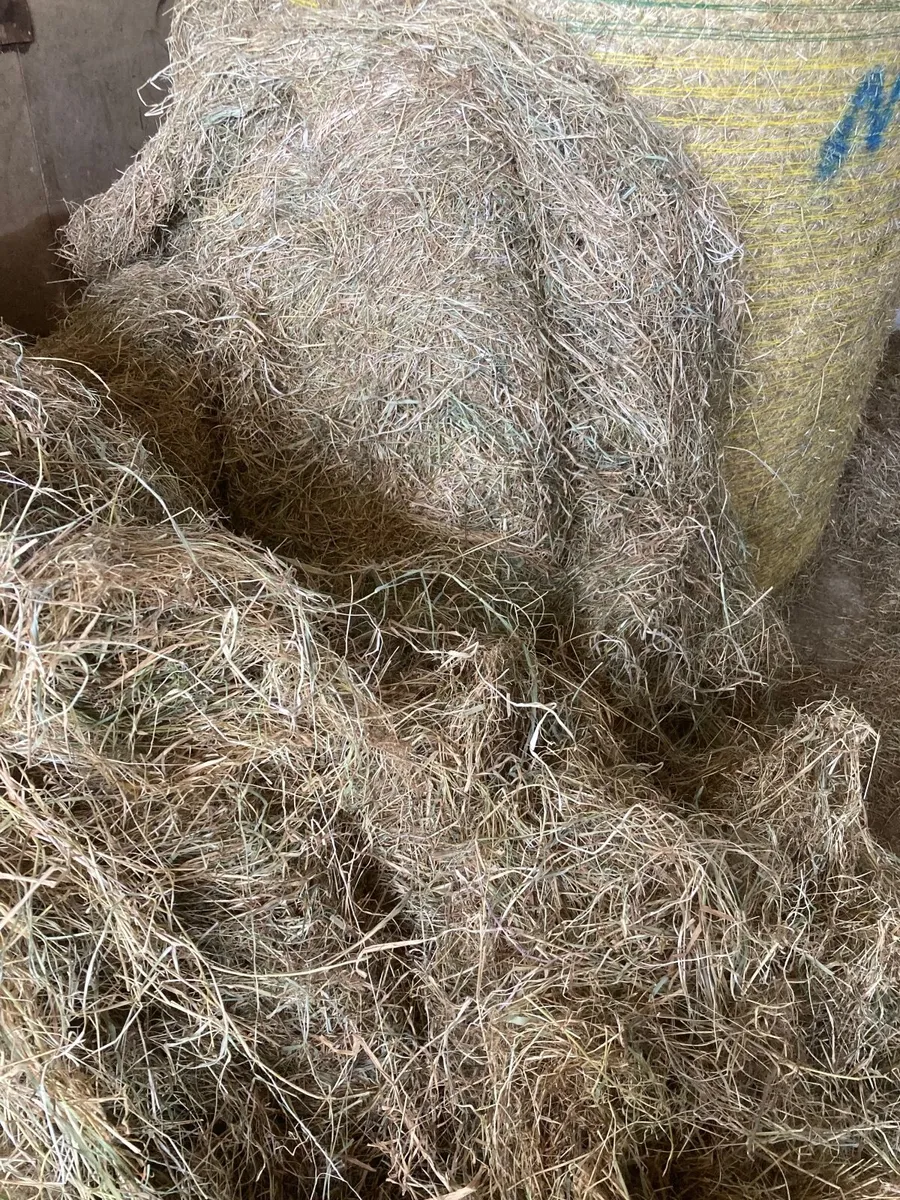 Hay - Image 3