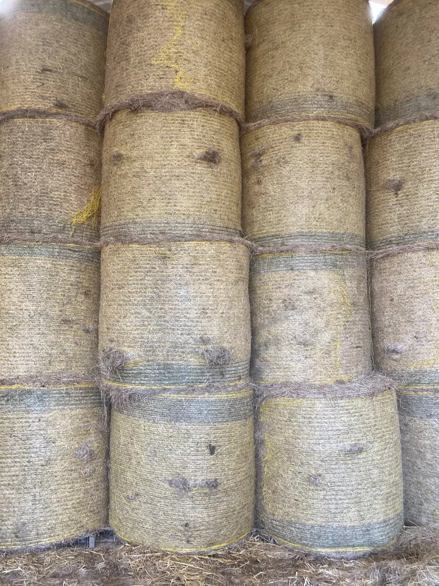 Hay - Image 4