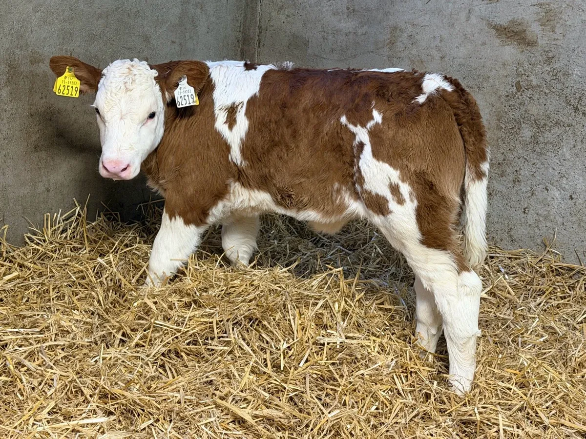 15 Simmental Heifer Calves - Image 1
