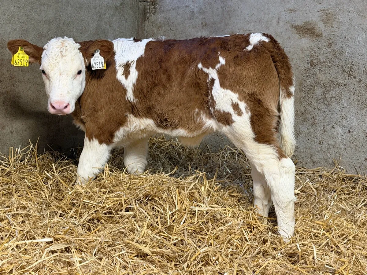 15 Simmental Heifer Calves - Image 2