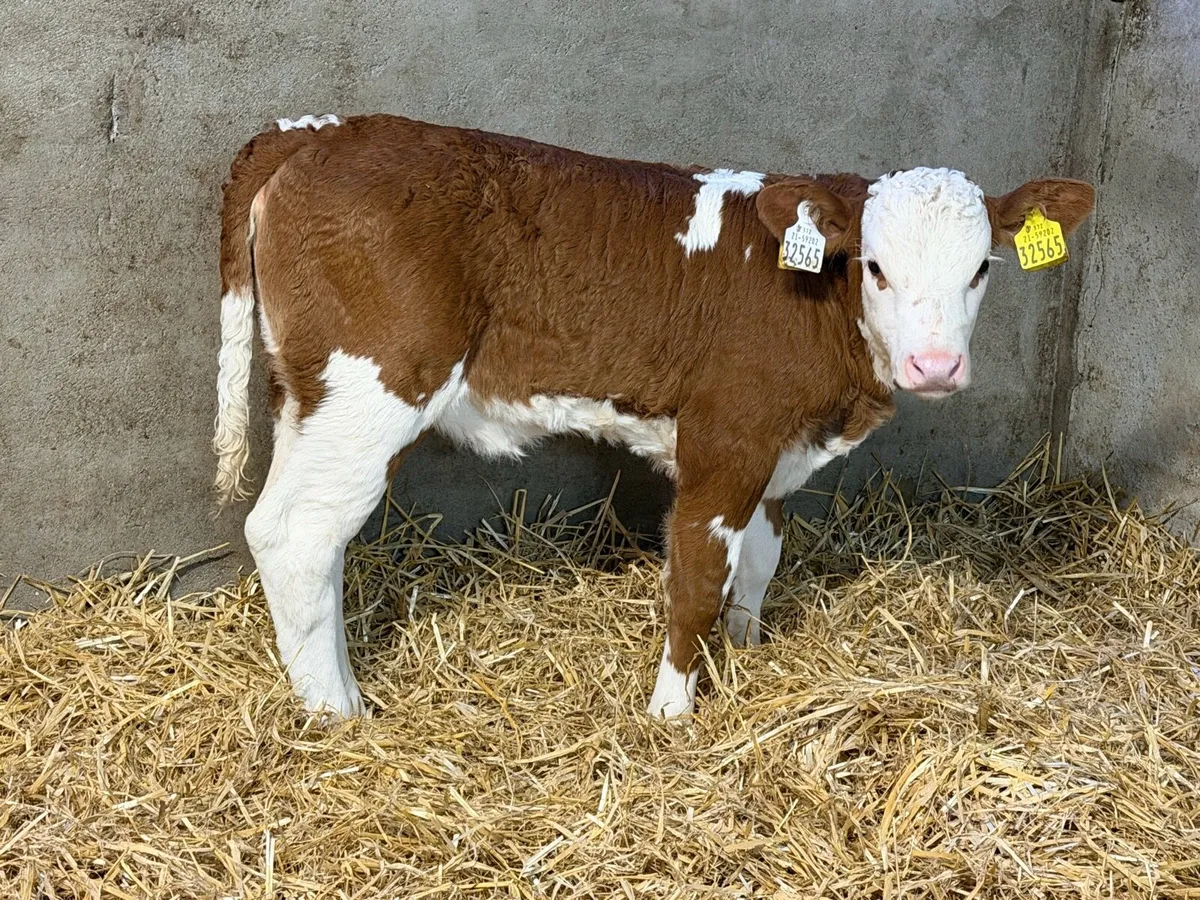 15 Simmental Heifer Calves - Image 3