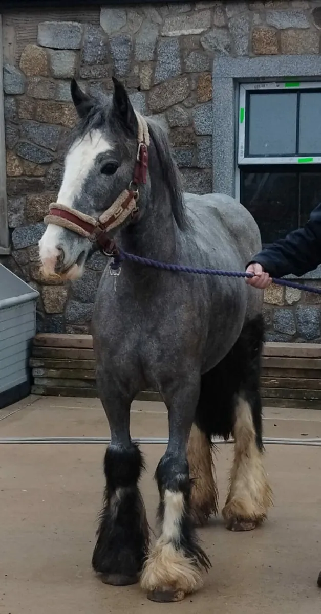 Lovely Heavy cob pony ,  Grey filly , £2500 - Image 2