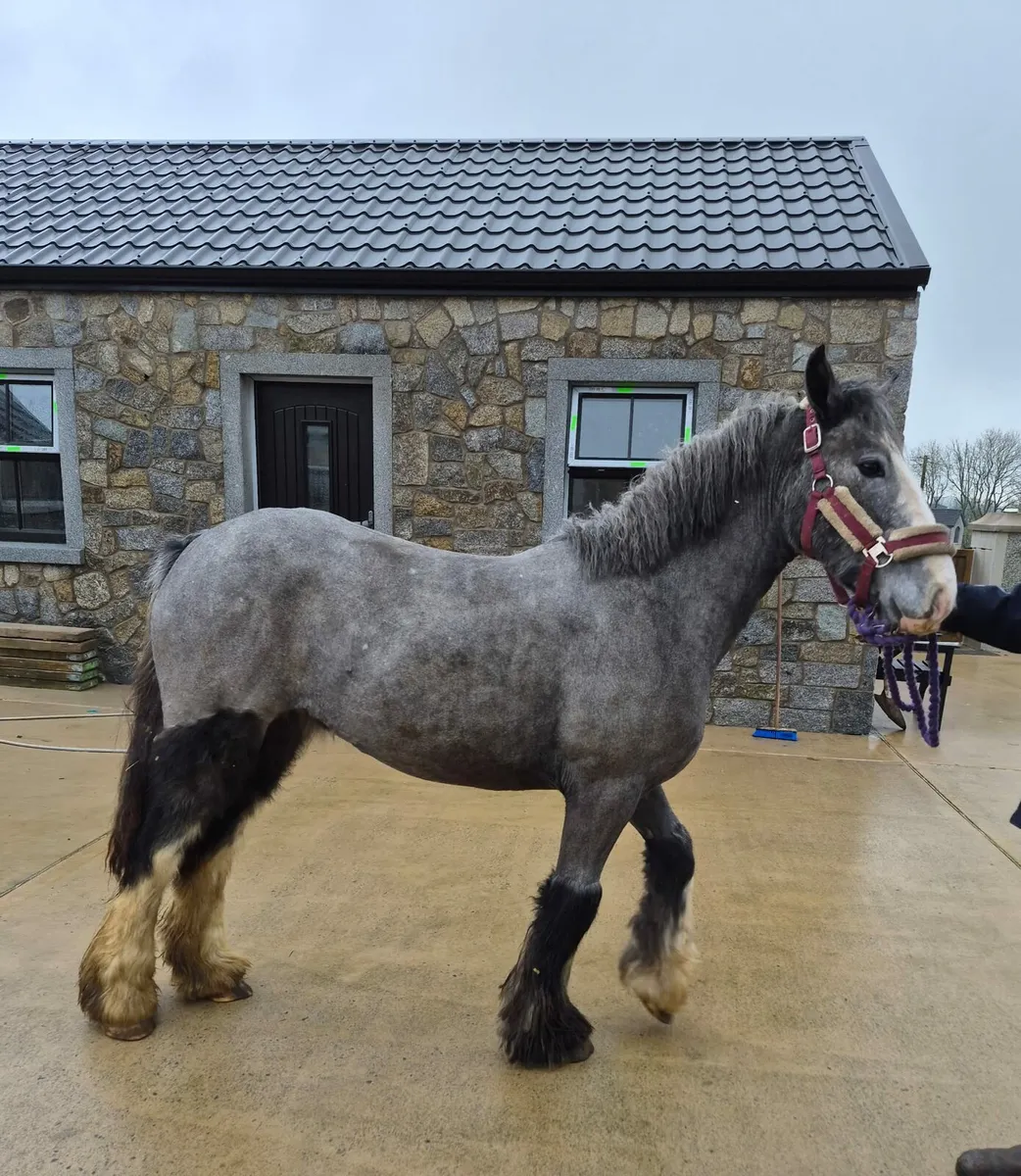 Lovely Heavy cob pony ,  Grey filly , £2500 - Image 3