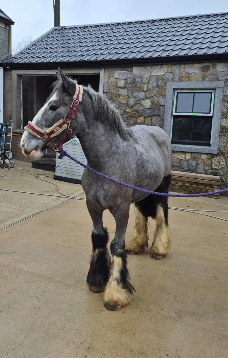 Lovely Heavy cob pony ,  Grey filly , £2500 - Image 1