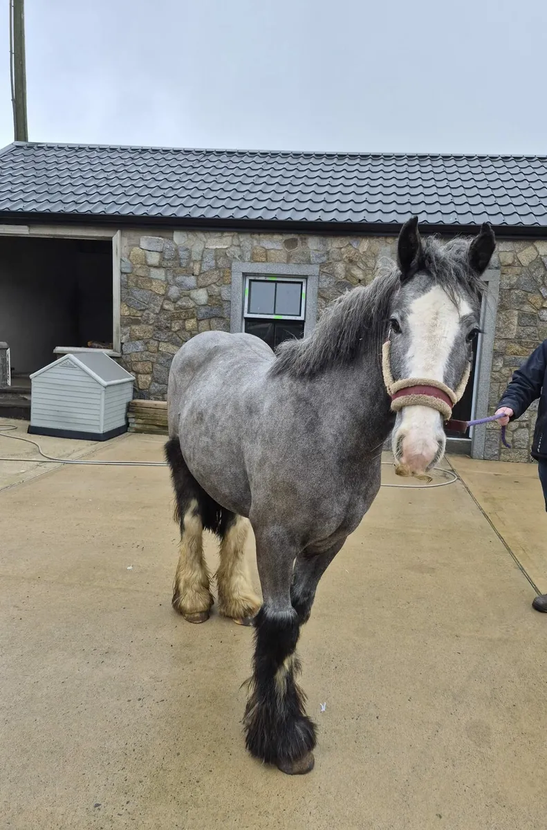 Lovely Heavy cob pony ,  Grey filly , £2500 - Image 4