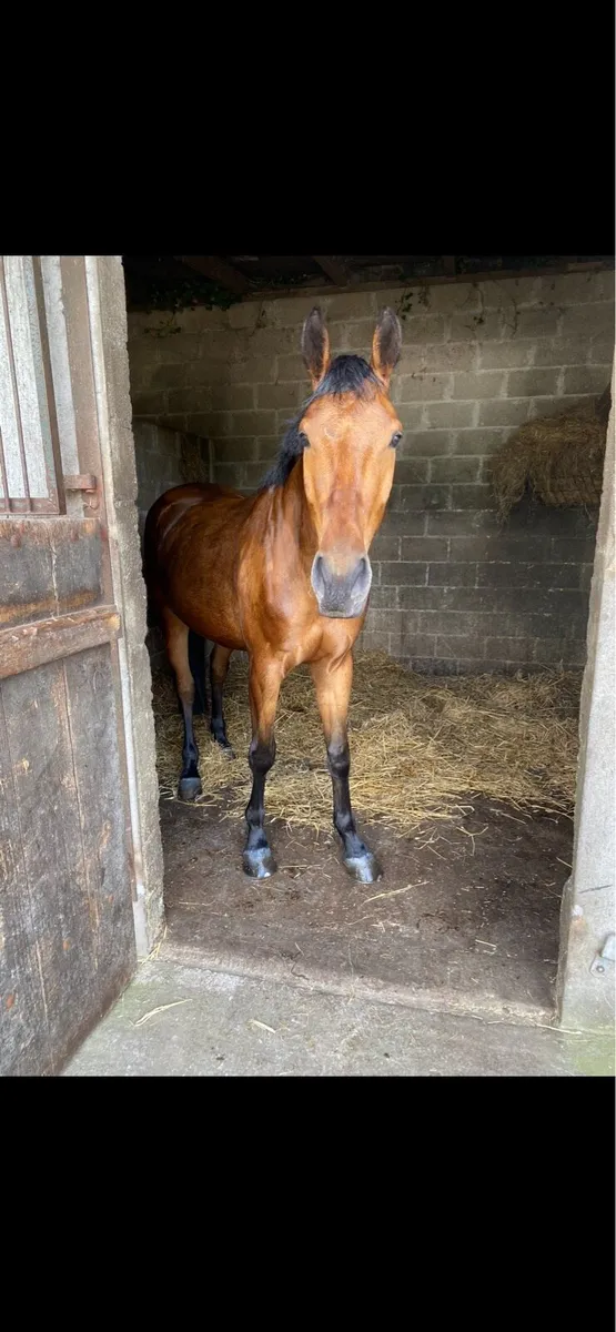 6 year old Gelding - Image 1