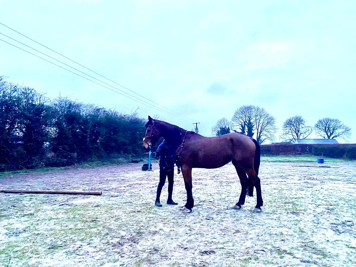 6 year old Gelding - Image 2