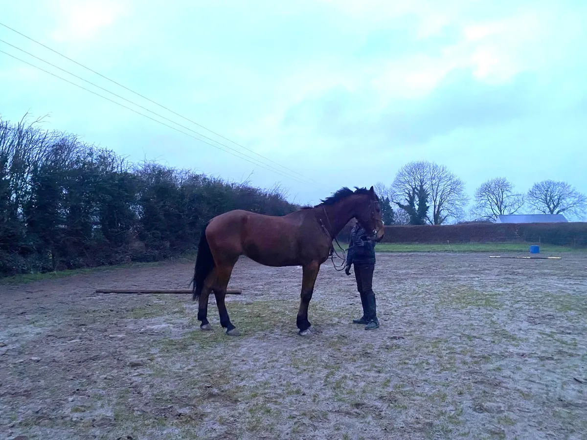 6 year old Gelding - Image 3