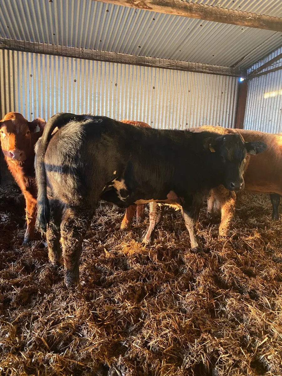 Beef cattle - Image 2