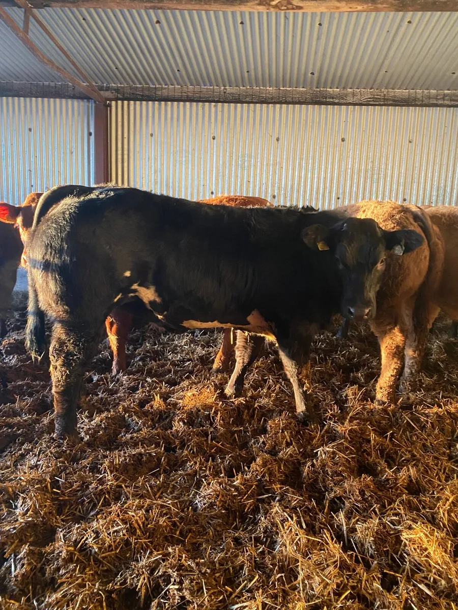 Beef cattle - Image 3