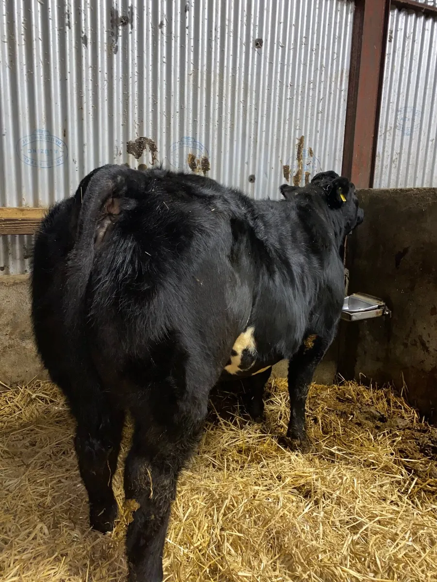 Beef cattle - Image 1